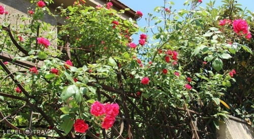 Iliani — фото 37